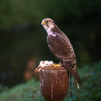 Brown hawk perched on a wooden post with a dead small rodent beneath it, against a blurred green background (bird of prey with captured prey).