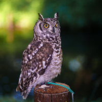 Owl perched on a weathered wooden post with a teal cord, set against a blurred green forest background.