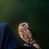 Small owl perched on a brown glove outdoors, facing slightly upward with speckled brown plumage.